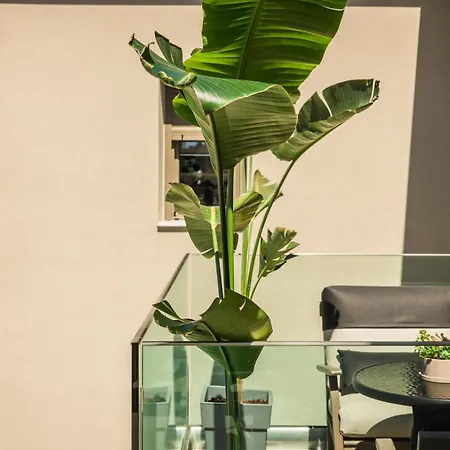 Aparktion The Grand Maistro *