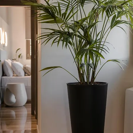 Lägenhet Aparktion The Grand Maistro Lixouri